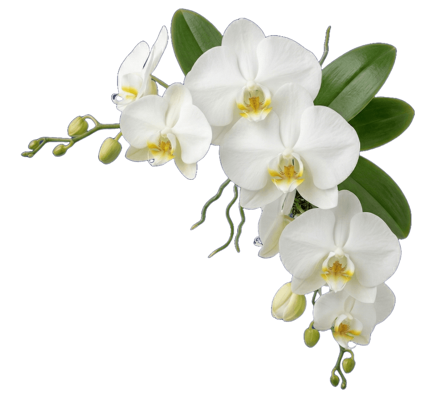 Orquídea Esquerda